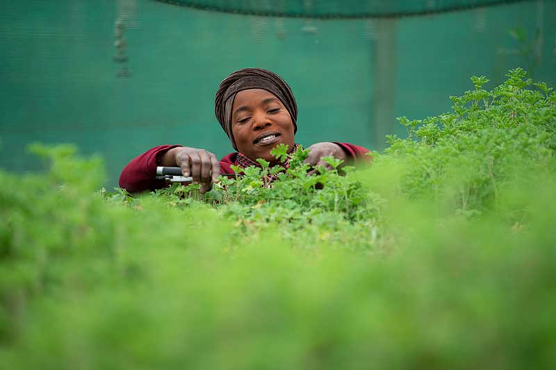 SOiL Organic Aromatherapy